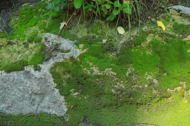 Textured wall with green moss outdoors, closeup