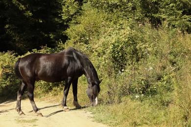 Photo of Dark bay horse near forest on sunny day. Lovely pet