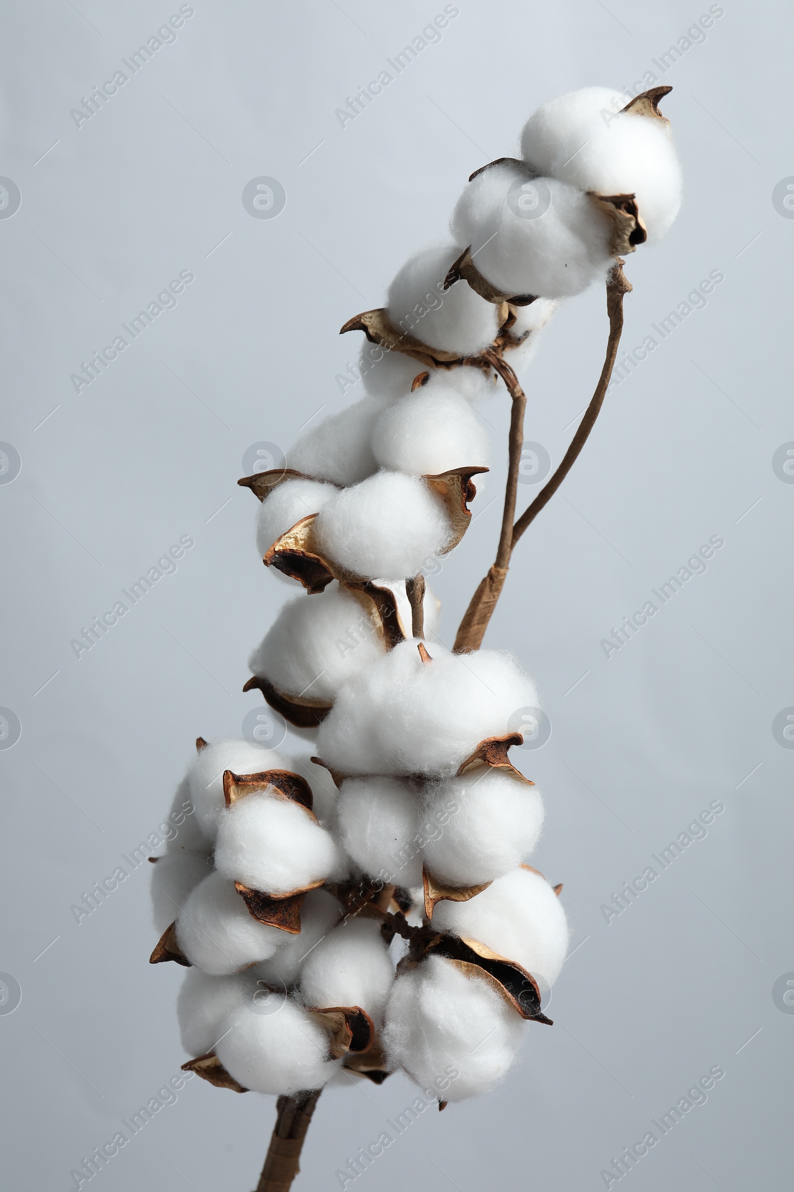 Photo of Beautiful cotton branch with fluffy flowers on light grey background