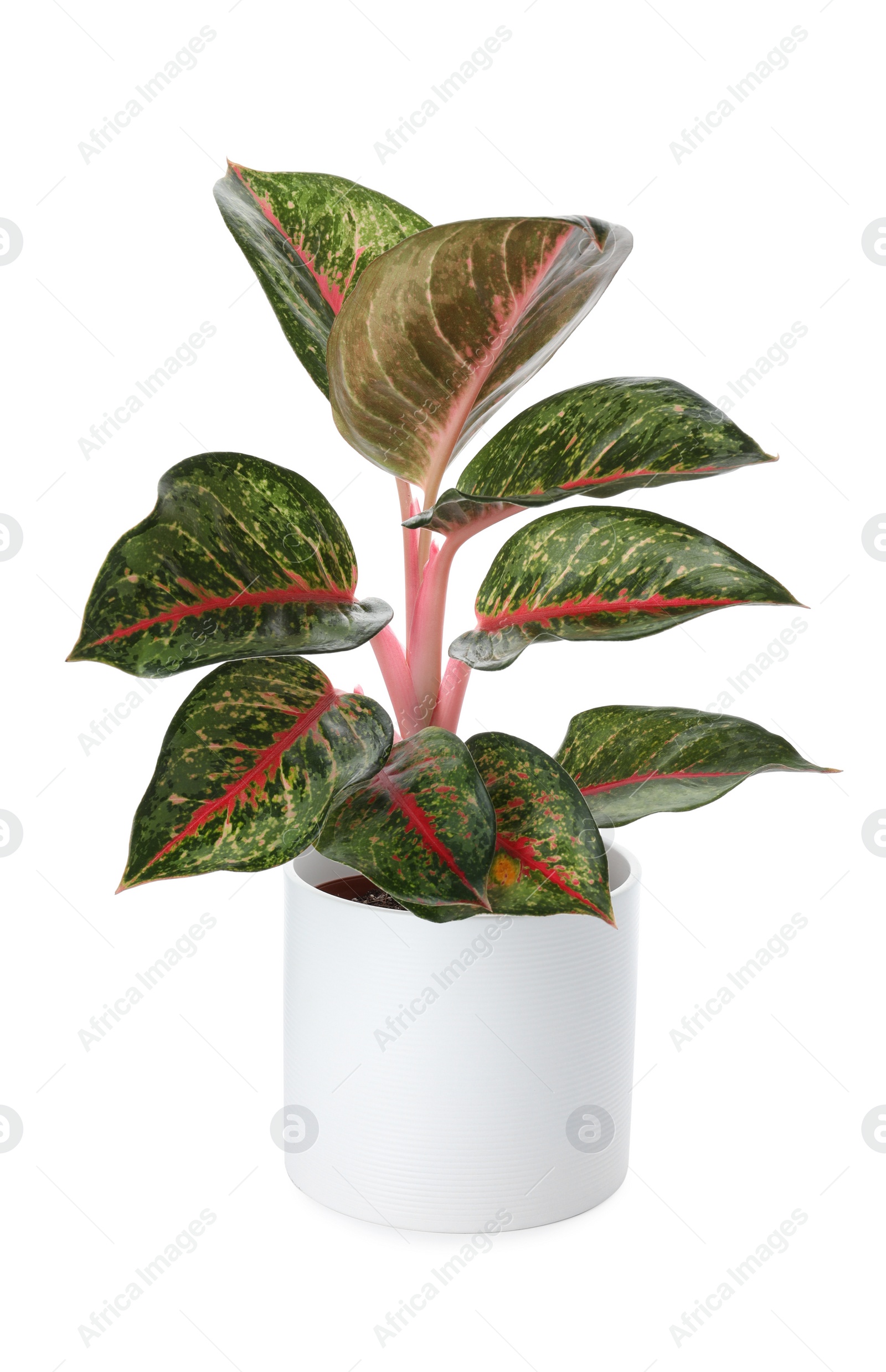 Photo of Beautiful Aglaonema plant in flowerpot isolated on white. House decor