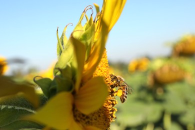 Photo of Honeybee collecting nectar from sunflower outdoors, closeup. Space for text