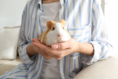 Woman holding cute small guinea pig indoors, closeup