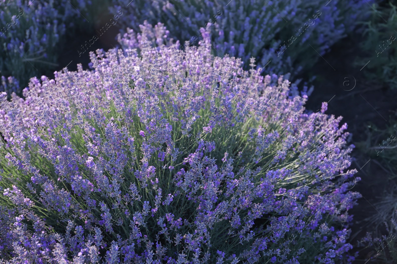 Photo of Beautiful blooming lavender in field on summer day