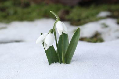 Beautiful blooming snowdrops growing in snow outdoors. Spring flowers