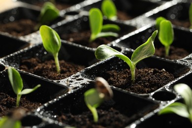 Photo of Seedling tray with young vegetable sprouts, closeup