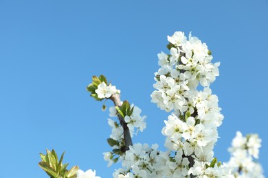 Branch of blossoming cherry plum tree against blue sky. Space for text