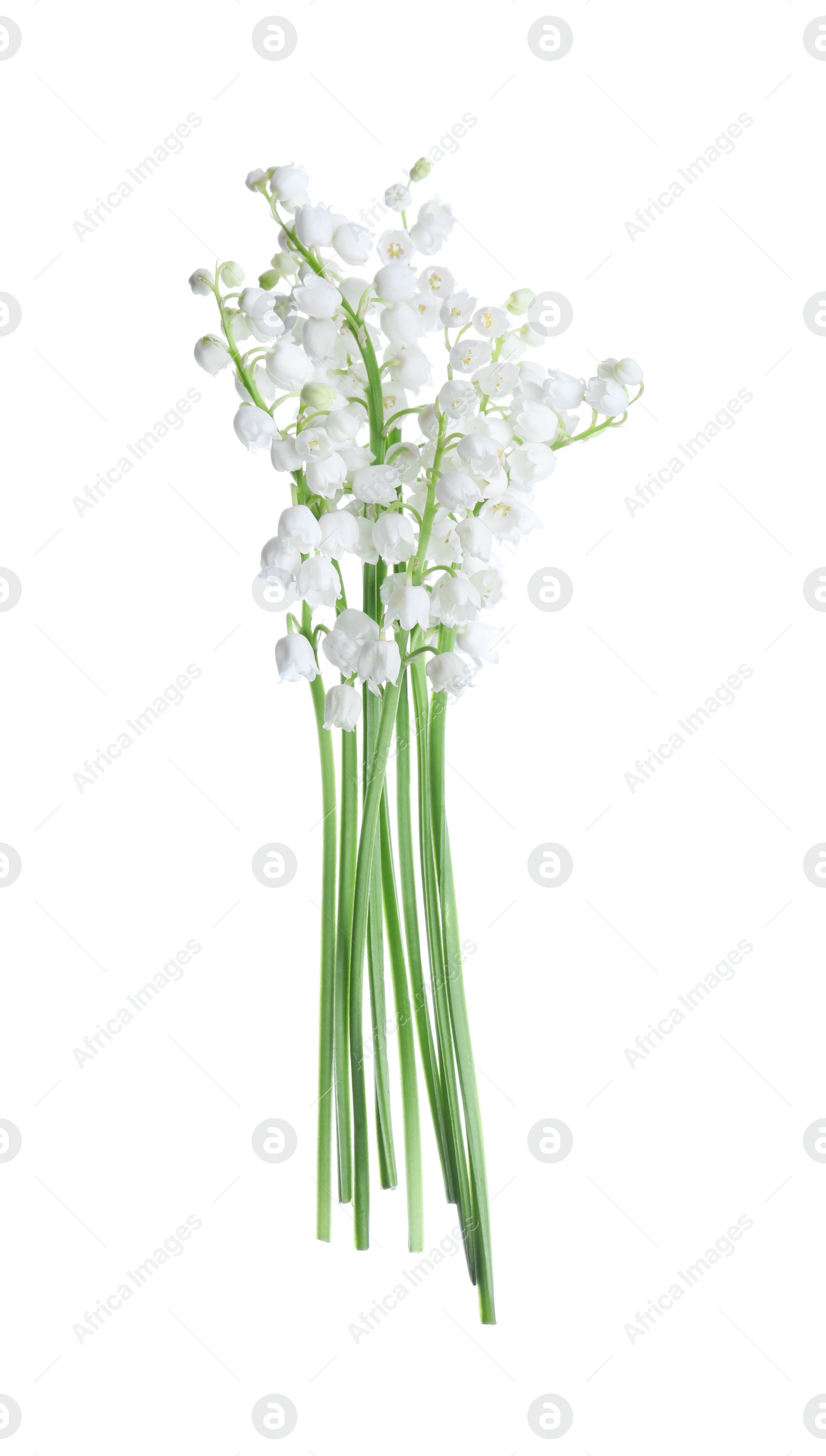 Photo of Beautiful lily of the valley flowers isolated on white