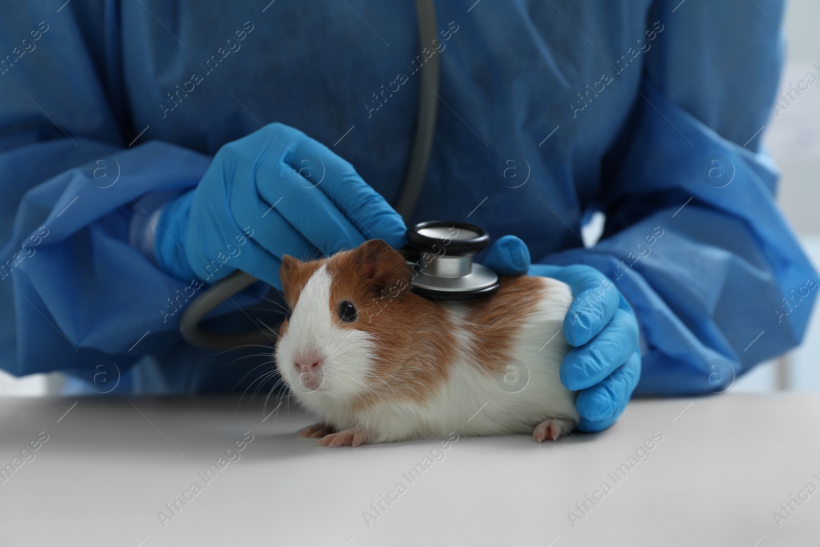 Photo of Scientist examining guinea pig with stethoscope in chemical laboratory, closeup. Animal testing