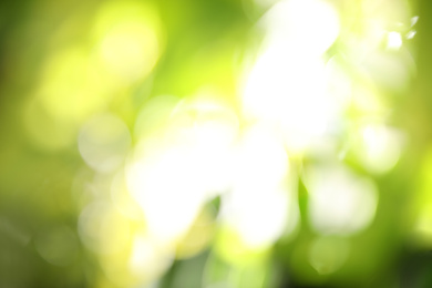Photo of Abstract nature green background with sun rays, bokeh effect