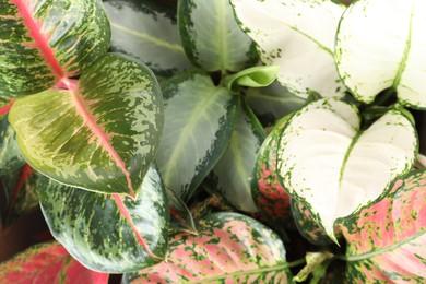 Aglaonemas with beautiful leaves as background, closeup. Tropical plants