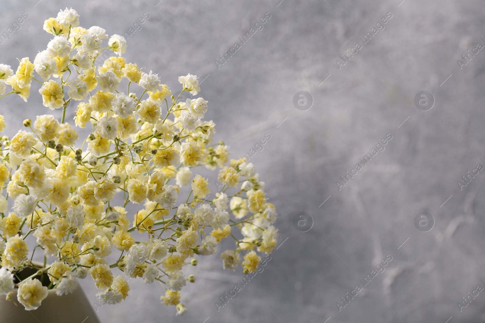 Photo of Beautiful dyed gypsophila flowers on grey background. Space for text