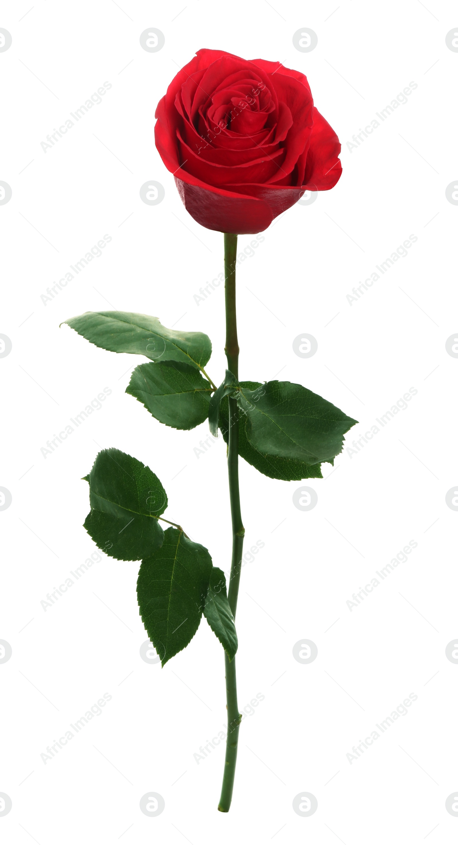 Photo of Beautiful red rose on white background. Perfect gift