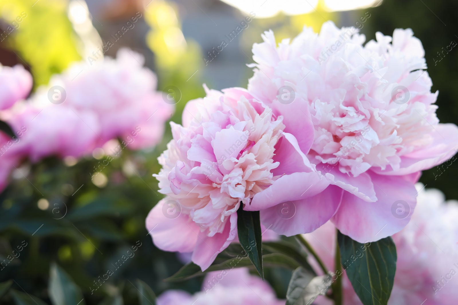 Photo of Blooming peony plant with beautiful pink flowers outdoors, closeup. Space for text