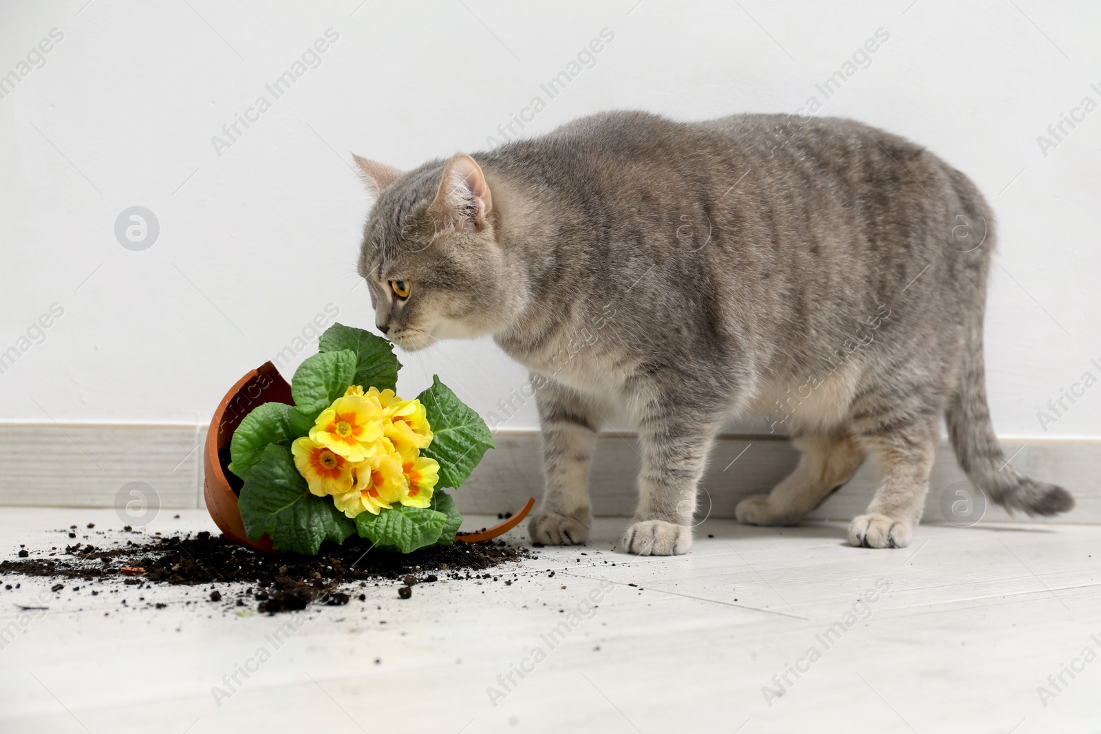 Photo of Cute cat and broken flower pot with primrose plant on floor indoors