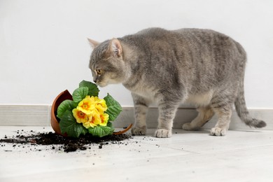 Photo of Cute cat and broken flower pot with primrose plant on floor indoors