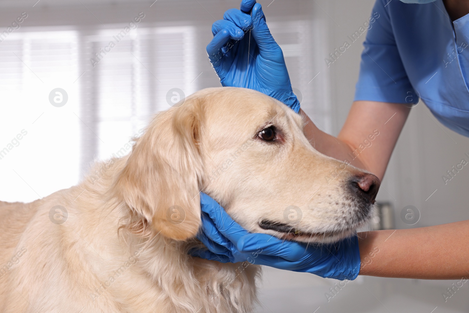 Photo of Veterinary holding acupuncture needle near dog's head in clinic, closeup. Animal treatment