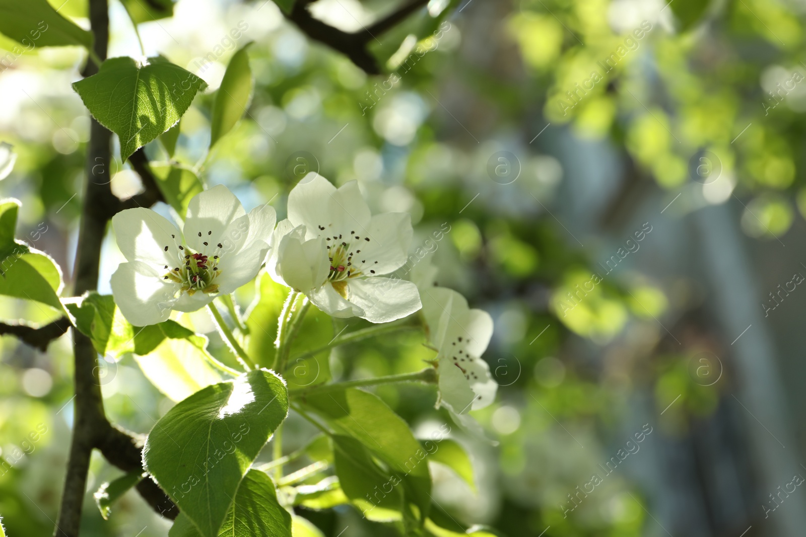 Photo of Beautiful blossoming pear tree outdoors on sunny day, closeup. Space for text