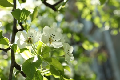 Beautiful blossoming pear tree outdoors on sunny day, closeup. Space for text