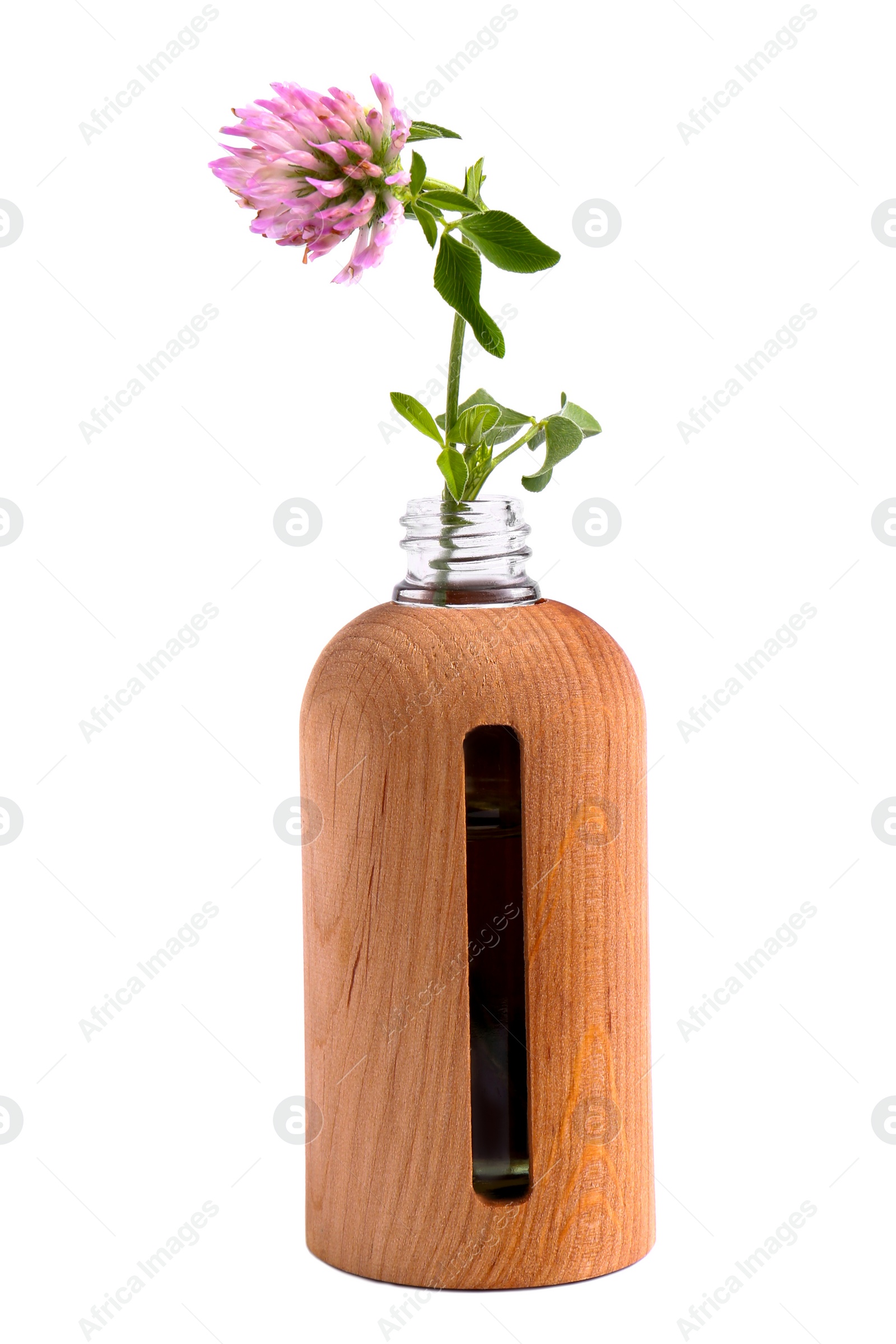 Photo of Bottle of essential oil and clover flower on white background