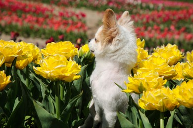Photo of Cute Chihuahua dog among beautiful tulip flowers on sunny day