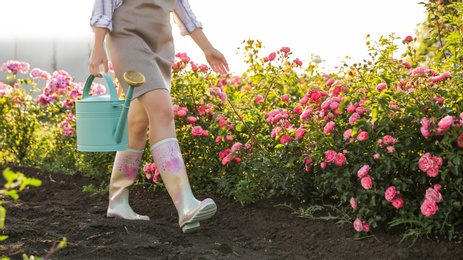 Photo of Woman with watering can near rose bushes outdoors, closeup. Gardening tool