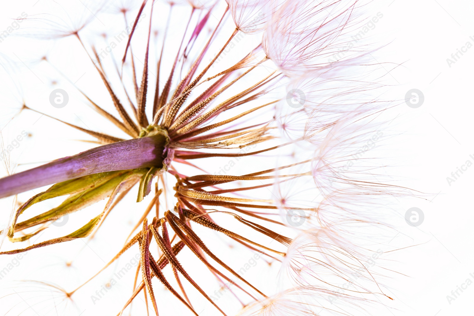 Photo of Dandelion seed head on light background, close up