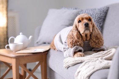 Cute Cocker Spaniel dog in knitted sweater on sofa at home. Warm and cozy winter