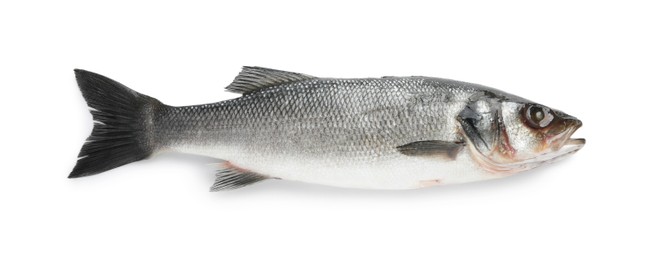 Photo of Fresh sea bass fish isolated on white, top view