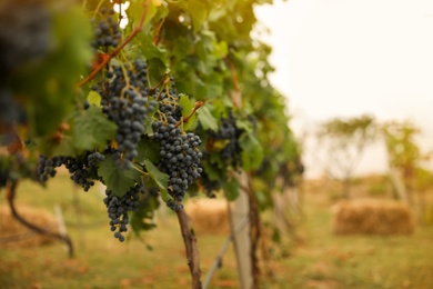 Photo of Beautiful view of vineyard with ripening grapes. Space for text