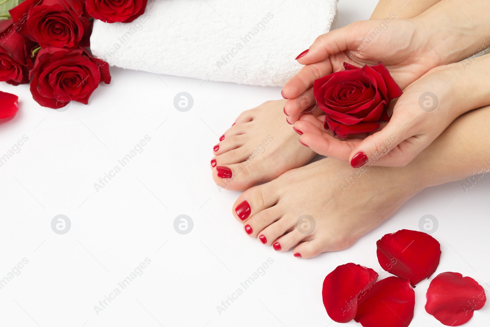 Photo of Woman with stylish red toenails after pedicure procedure and rose flowers on white background, closeup. Space for text