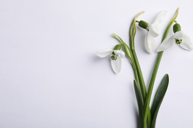 Photo of Beautiful snowdrops on light background, flat lay. Space for text