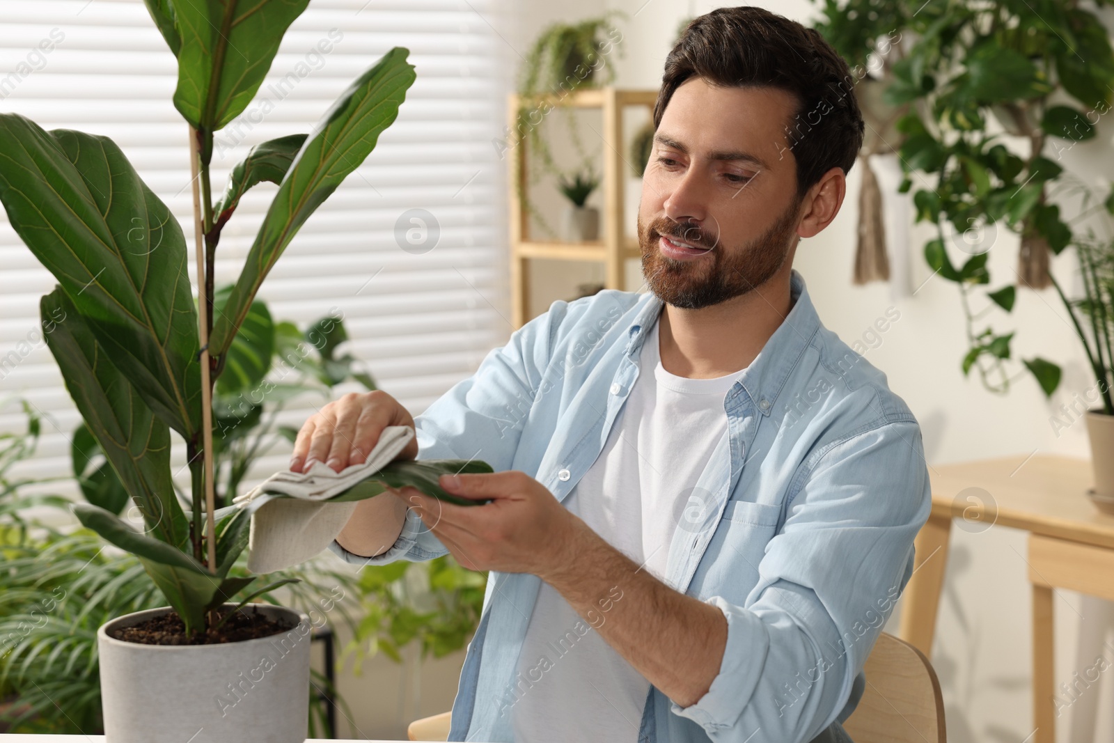 Photo of Man wiping leaves of beautiful potted houseplants with cloth indoors