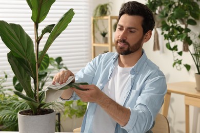 Photo of Man wiping leavesbeautiful potted houseplants with cloth indoors