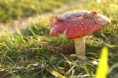Photo of One poisonous mushroom growing in forest on sunny day, closeup. Space for text