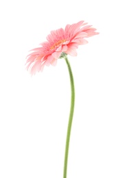 Photo of Beautiful bright gerbera flower on white background