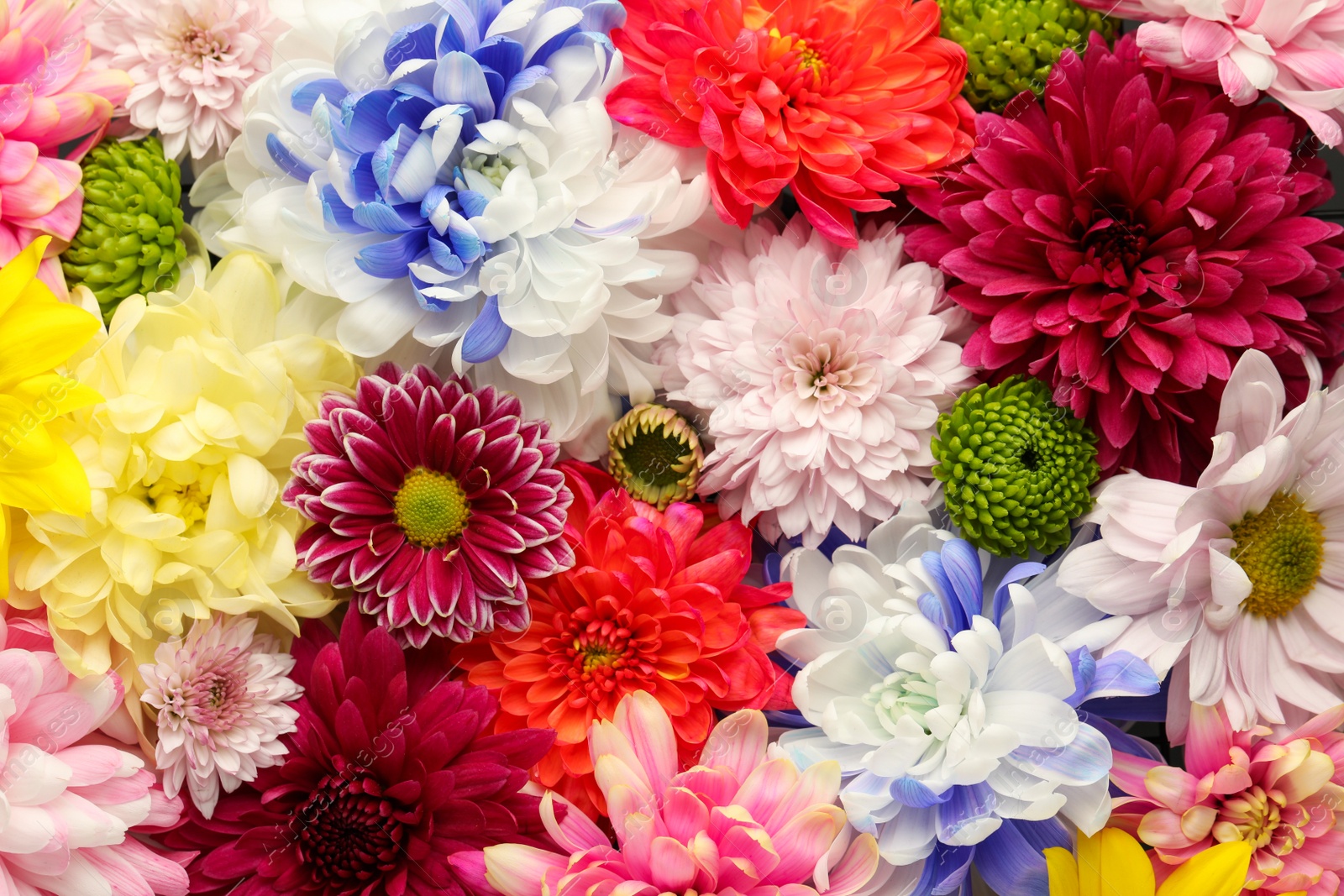 Photo of Many different beautiful chrysanthemums as background, closeup