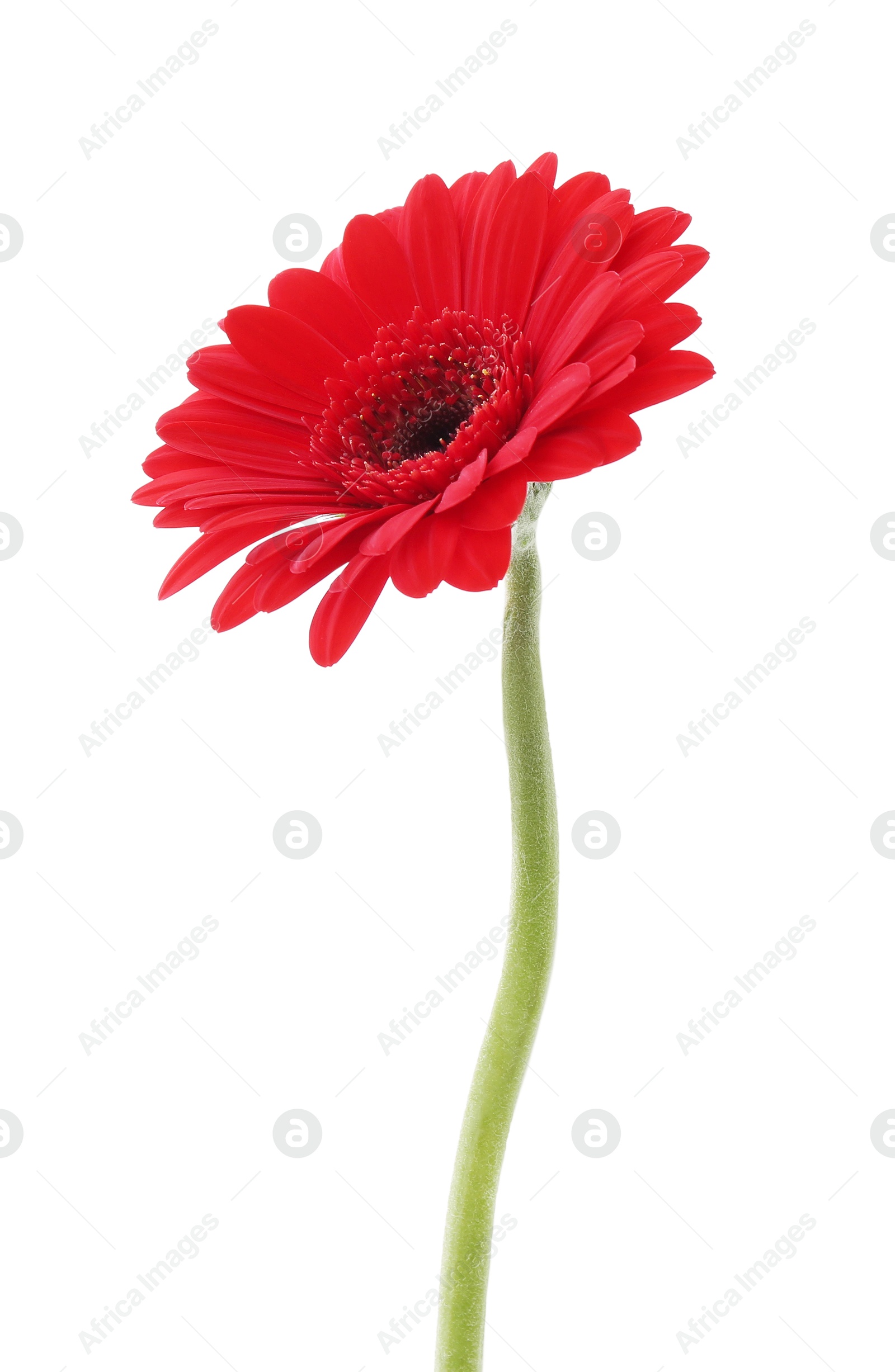 Photo of Beautiful red gerbera flower isolated on white