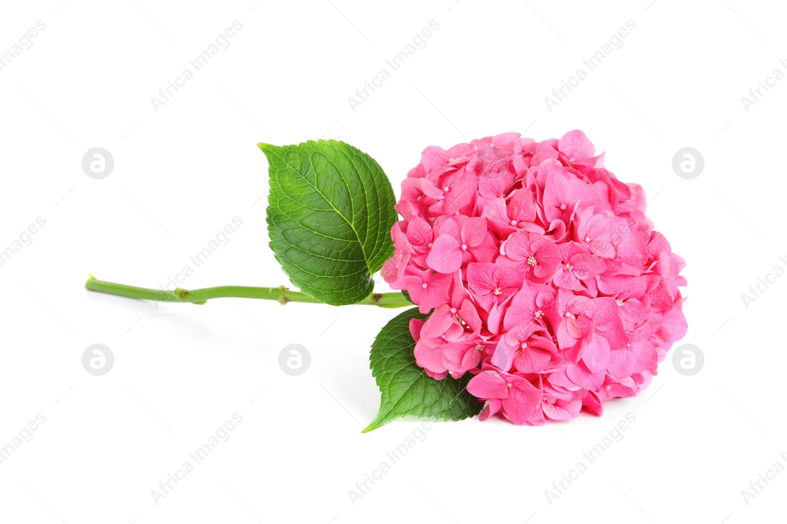 Photo of Branch of hortensia plant with delicate flowers on white background