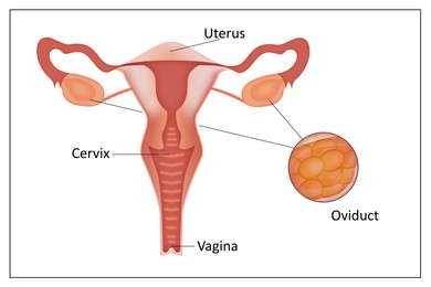 Illustration of Illustration of female reproductive system on white background