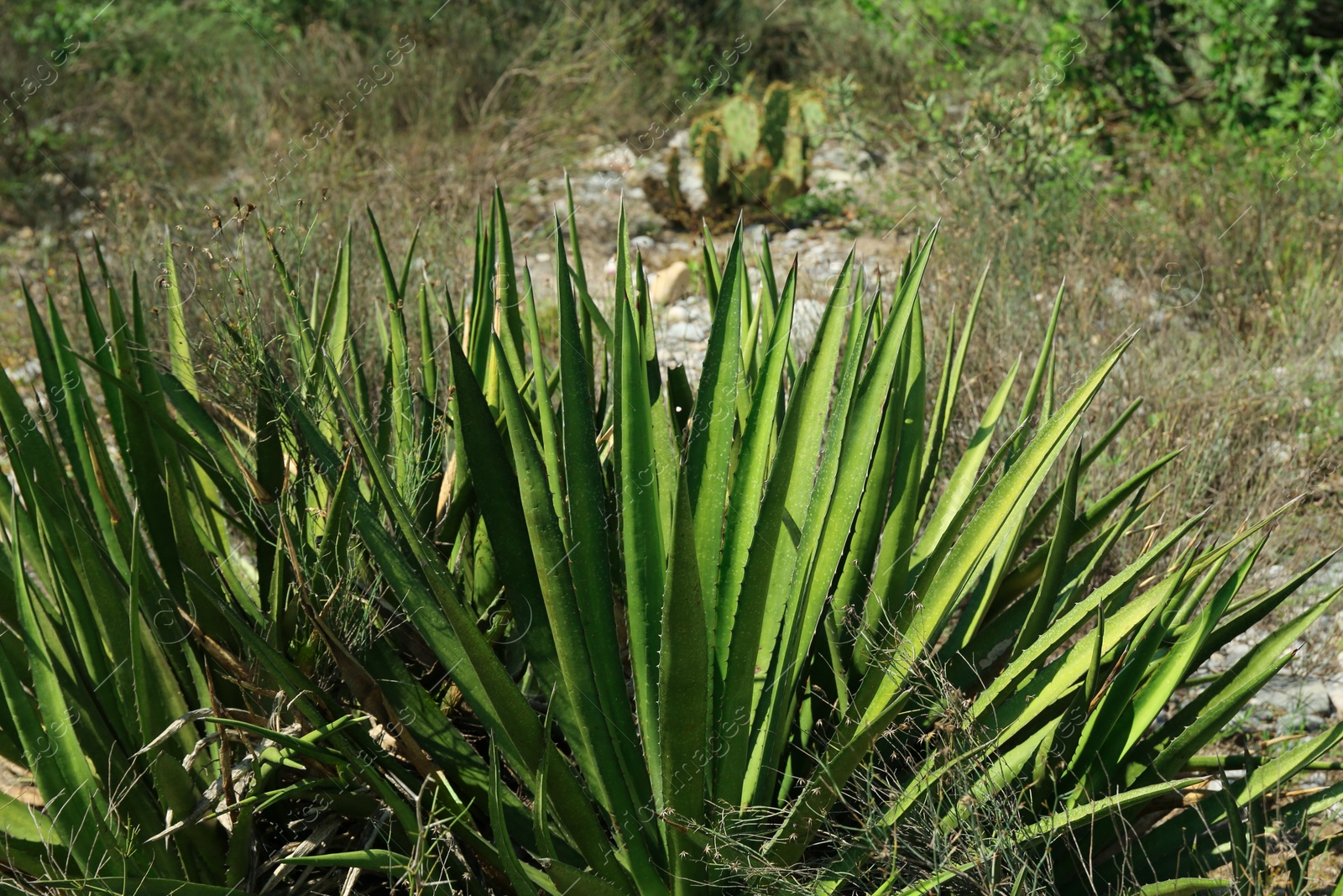 Photo of Beautiful green agave and different plants growing outdoors