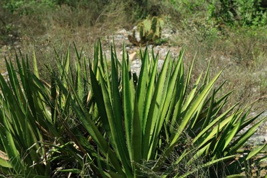 Beautiful green agave and different plants growing outdoors