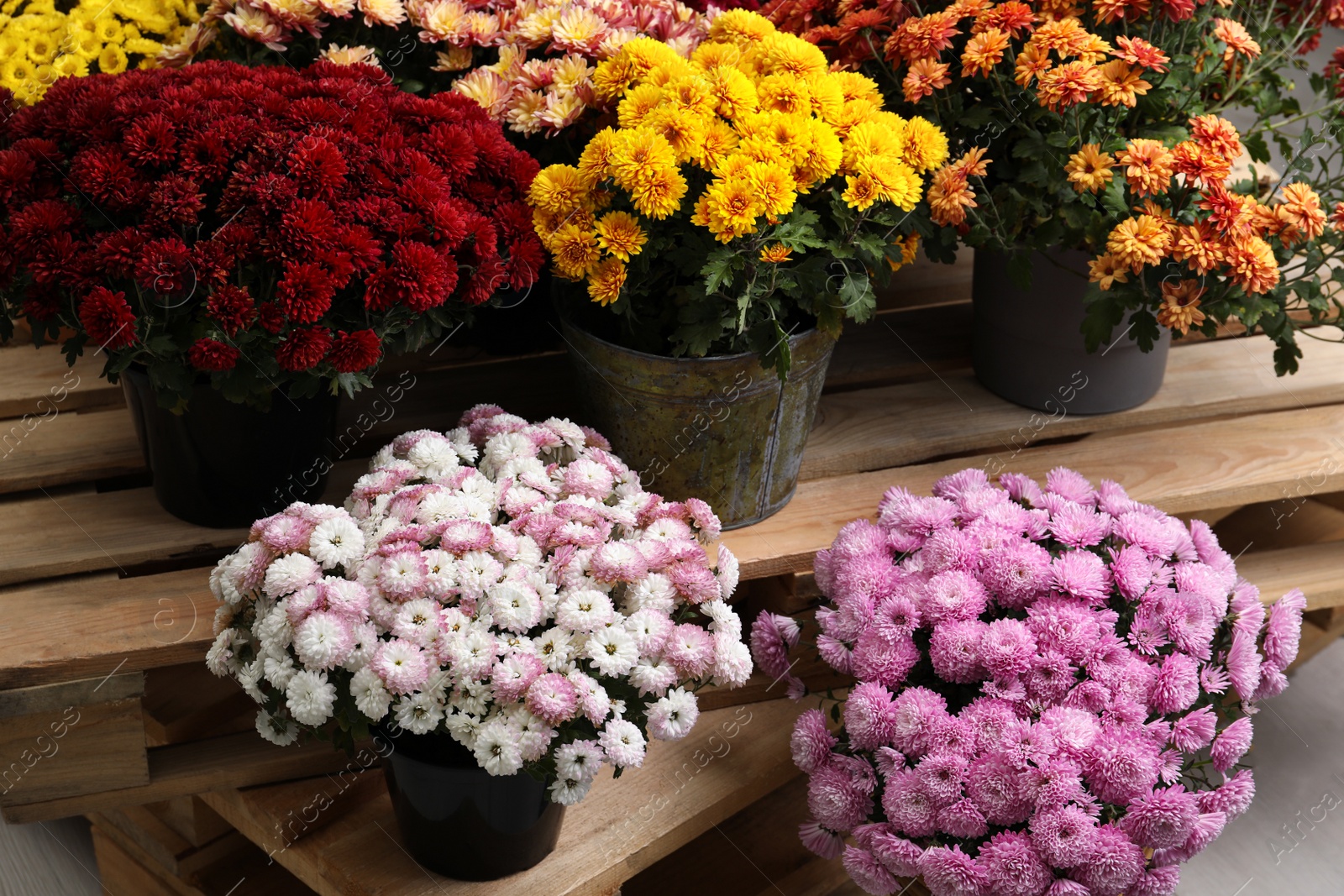 Photo of Beautiful different color Chrysanthemum flowers in pots on wooden pallet