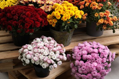 Photo of Beautiful different color Chrysanthemum flowers in pots on wooden pallet