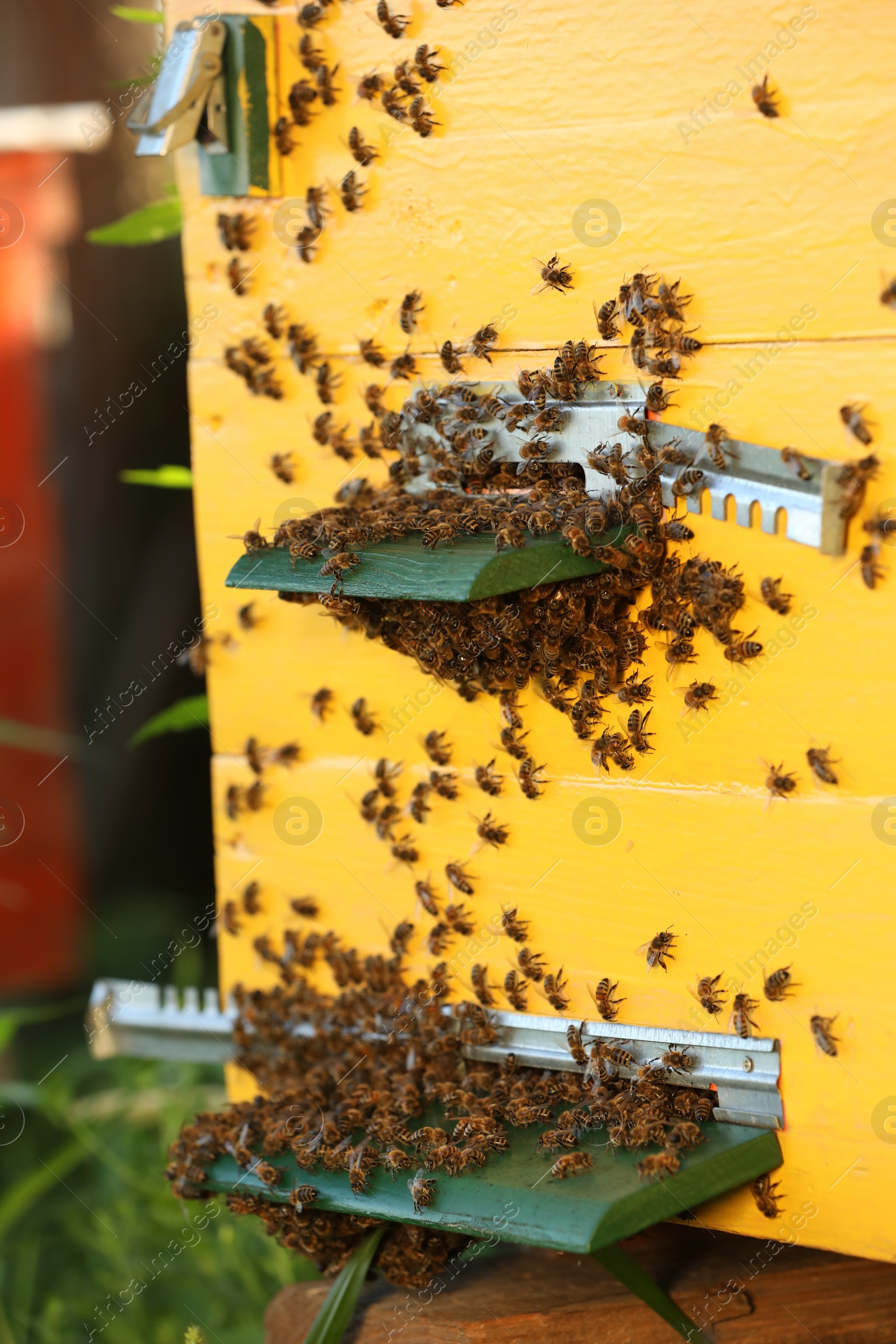 Photo of Closeup view of wooden hive with honey bees on sunny day