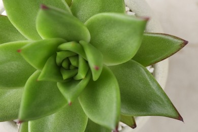 Photo of Beautiful succulent plant in pot on light background, closeup