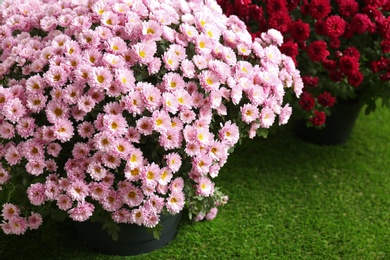 Photo of Beautiful pink chrysanthemum flowers on artificial turf