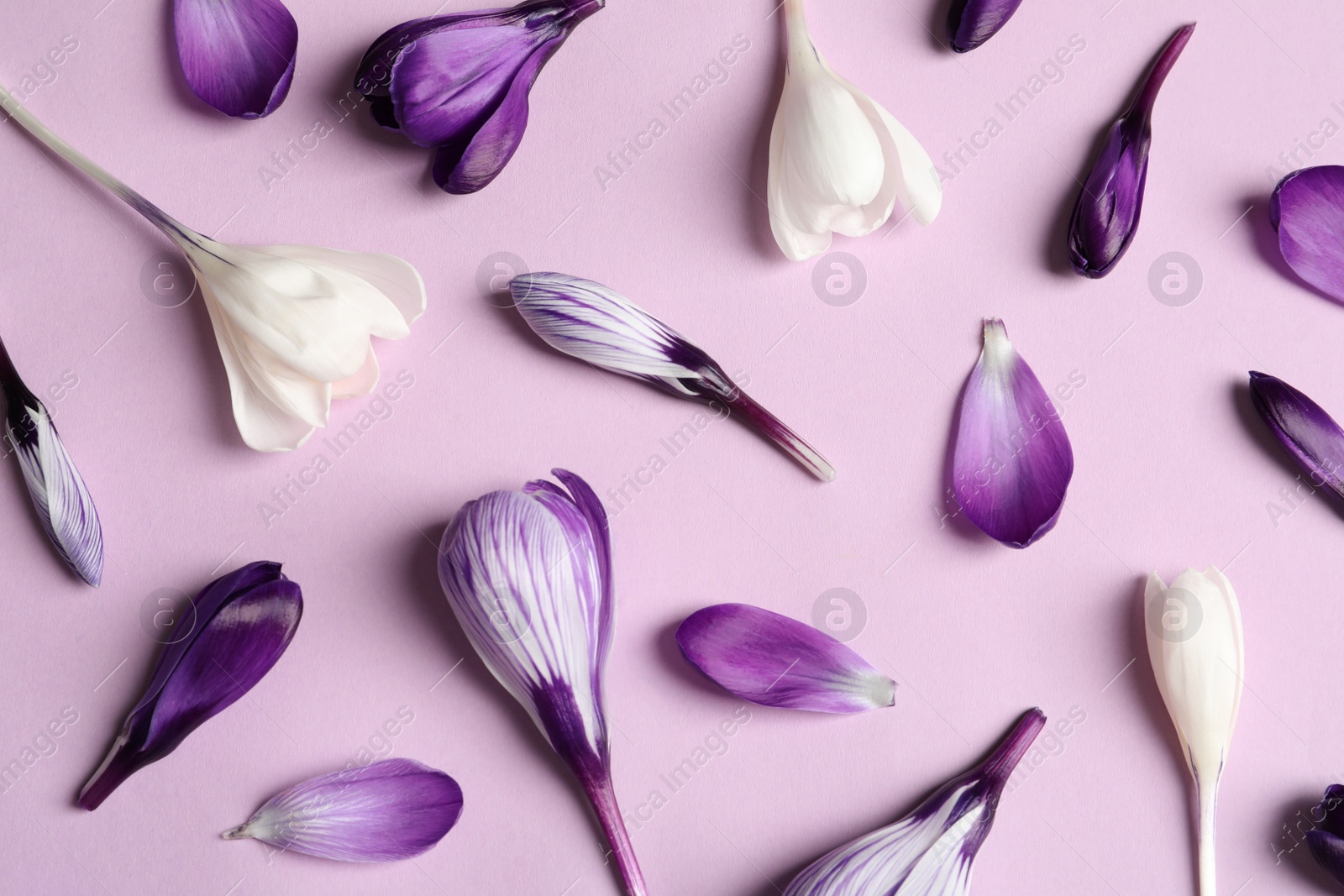 Photo of Flat lay composition with spring crocus flowers on color background