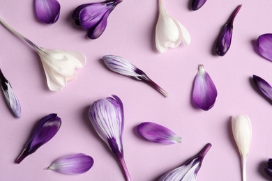 Flat lay composition with spring crocus flowers on color background