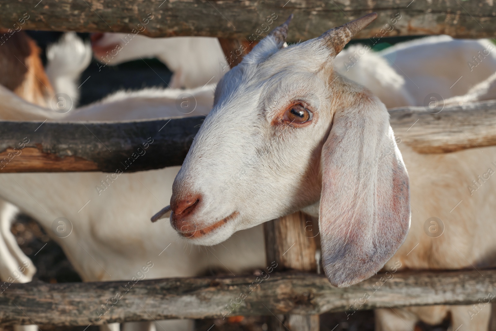 Photo of Cute goats inside of paddock outdoors on sunny day