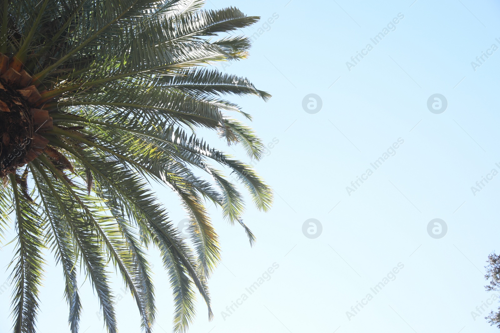 Photo of Beautiful palm tree with green leaves against clear sky, low angle view. Space for text